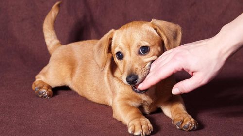 挑选幼犬时,如何选到天生不咬人而且性格温顺的犬