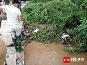 遭遇洪水突袭 四川一鱼塘十万多斤鱼被冲走 