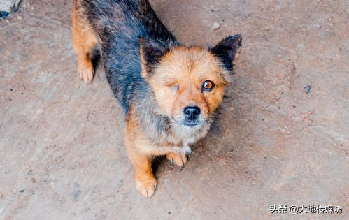 达州跟踪3天救600狗后续 被 甩锅 的流浪动物救助站 争议中前行