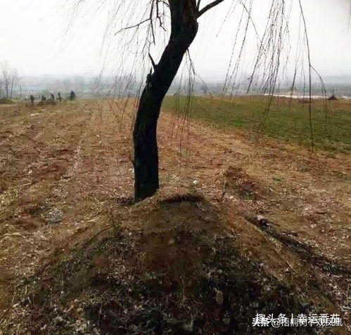 中国人祖坟传说 坟上树被守墓人砍了,巧合的是家里不久连死3人