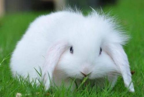 兔子口炎是什么原因引起的