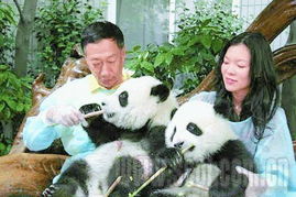 坐私人飞机入川 台湾首富郭台铭600万认养大熊猫 