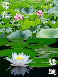 接天莲叶无穷碧 夏日沪上赏荷花睡莲好去处