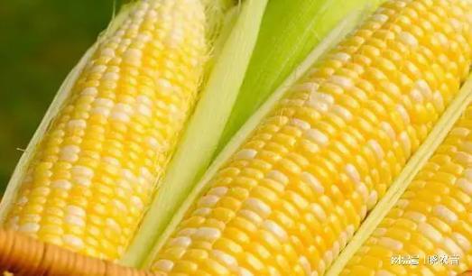 玉米的种类有那些 有什么特点