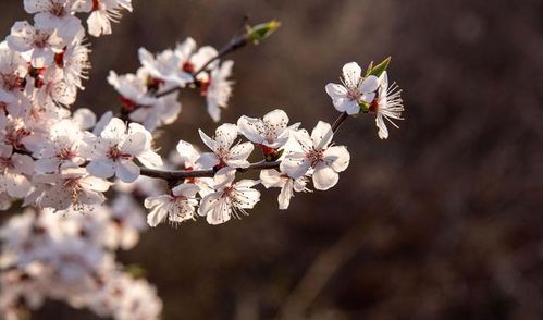 十二花神之二月花 杏花