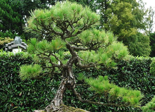 一种植物很金贵,全身都是宝,叶子清香除口臭,可别再砍了做柴烧