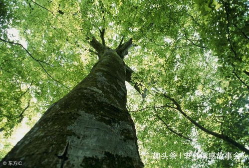 穷人在村口救一算命先生,算命先生 门口树快倒,竟让我家发了财