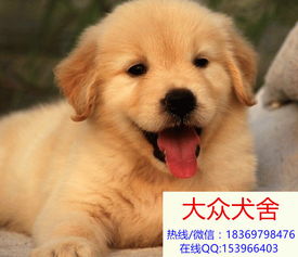 贵州养狗场联系方式金毛犬多少钱哪里有卖的 大众犬舍 
