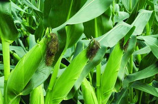 9月还能种玉米吗 8月中旬种玉米晚不晚