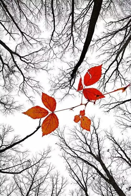 关于秋天落叶离别的诗句