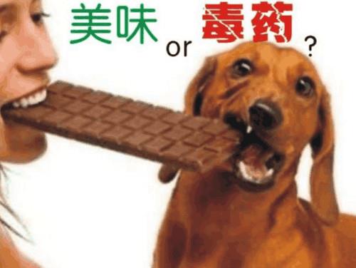 工厂怎样生产巧克力 狗为什么不能吃巧克力 今天总算明白了