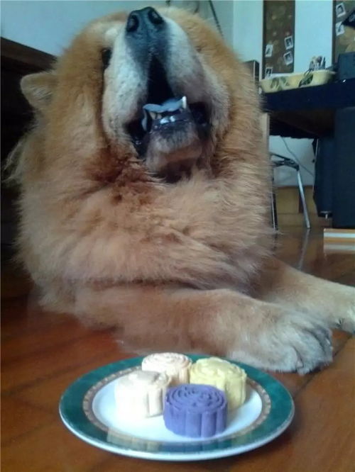 狗狗叼着月饼求主人打开 宠物到底可以吃月饼吗