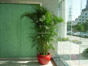 室内大型盆栽植物图片