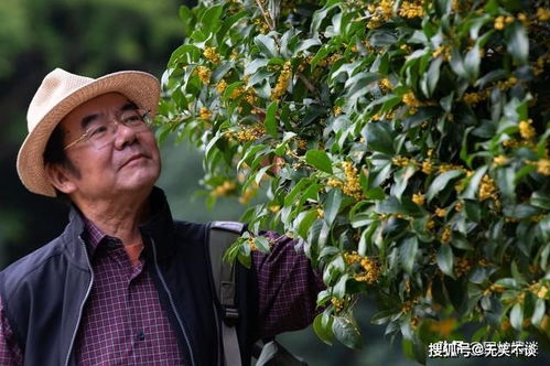 老辈人认为桂花树是吉祥树,却有4处地方不宜栽种,哪4处 为啥