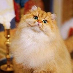 还有哪些猫咪的美貌,可以和 仙女 布偶猫媲美呢