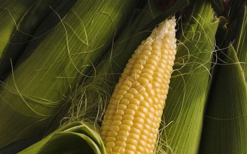 中医认为玉米的功效 中医警告玉米要少吃