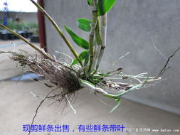 铁皮石斛怎么修剪,铁皮石斛盆栽每条剪哪个部位好,不影响它生长?