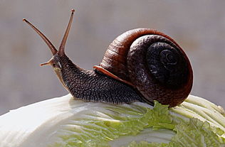 蜗牛吃什么,蜗牛喜欢吃什么？