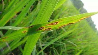 水稻四种常见病害的危害症状识别,稻瘟病分类有哪几种