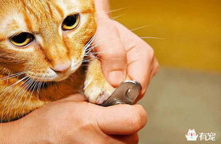 猫咪剪指甲有哪些准备工作