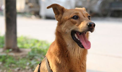 不要再说中华田园犬有什么好养的,现在就给你养它的八个理由