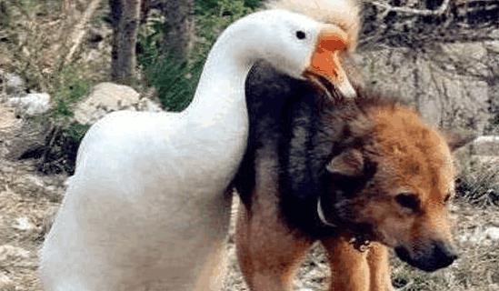 俗语有说 宁可让狗咬, 不敢让鹅拧 , 你怎么看 鹅真的这么厉害吗