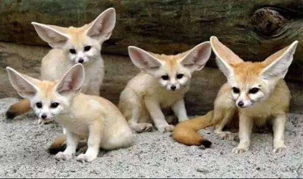 长着巨大耳朵狐狸的成员,竟然是它
