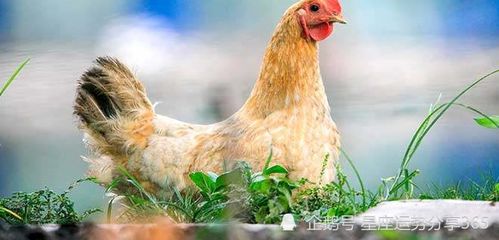 属鸡的生肖贵人属相是谁 2021年属鸡的贵人生肖会是谁