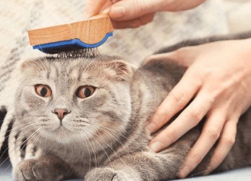 养猫经验 猫掉毛严重怎么回事