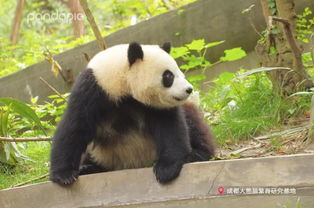遇见这种傲娇的熊猫,谭爷爷也木有办法呀