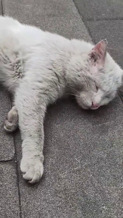这流浪猫睡得太死了,还以为真的死了呢 