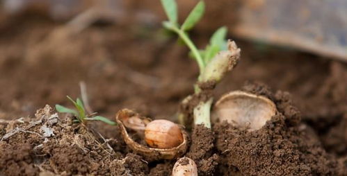 长在地里的花生发芽了可以吃吗有毒吗,刚剥出土的花生发芽了能吃吗？