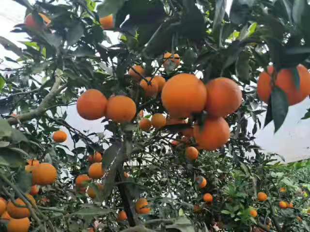 四川农科院有丑美人柑橘吗?