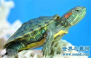 巴西龟寿命竟然这么短 对不起乌龟长寿的名号 