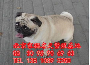 纯种巴哥 鹰版巴哥 三个月小巴哥多少钱一只 北京哪卖巴哥幼犬