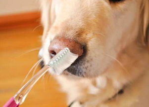 怎样给狗狗刷牙(狗狗怎么刷牙清理牙齿)
