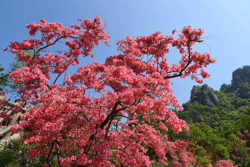 汝阳杜鹃花什么时候开,西泰山杜鹃花什么时候开