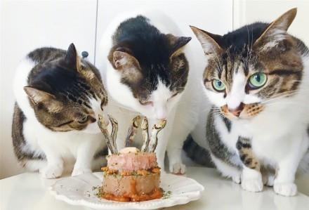 主人正给过生日的猫拍照,同伴橘猫等不及了,对准蛋糕就是一口