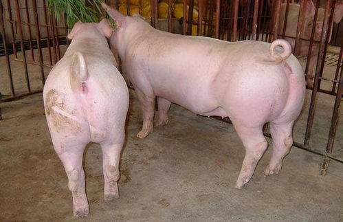 后备母猪饲喂常见问题解答 应该在多少斤开始喂后备母猪料最佳