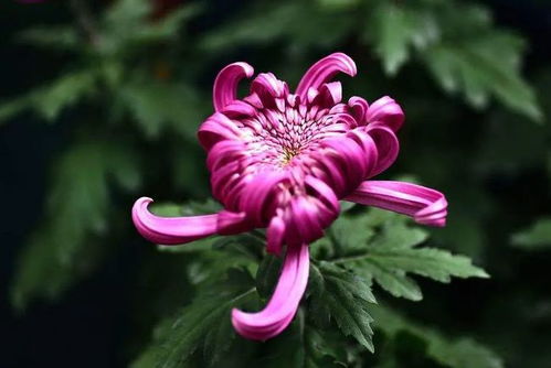 火炬花花期怎么养护和管理,火炬花