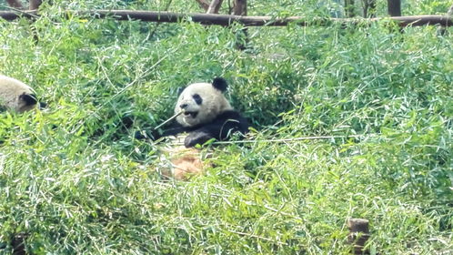 成都不仅有熊猫基地,熊猫元素也随处可见,游客 真熊猫城市