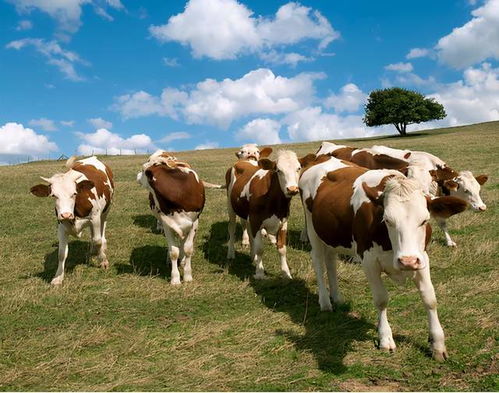 牛怀孕几个月生产 牛流产的原因是什么 养牛人快来学习