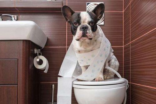 怎么才能让狗狗学会定点上厕所 教你5个方法,简单又实用