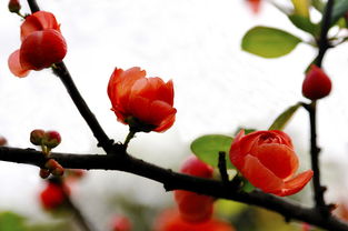 红宝石海棠花图片,红宝石海棠，光辉海棠，王族海棠，这其中哪个最好，都有什么特点，哪