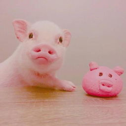 猪猪头像 日常吸猪 