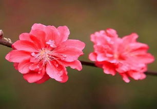 命理桃花,您要远离这些不良风水