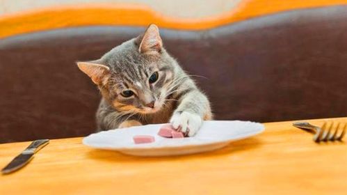 秋天给猫咪吃什么好 这6种食物不容错过