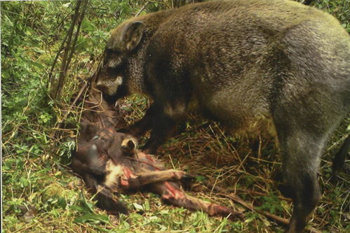 猪突豨勇 丛林尸体清道夫野猪,为何让人如此惧怕 害兽还是益兽
