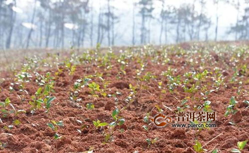 破凉 对桥村植树种茶忙春耕