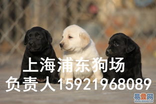 【上海浦东拉布拉多犬养狗场在哪里卖狗地址在什么地方的图片】-浦东 川沙易登网